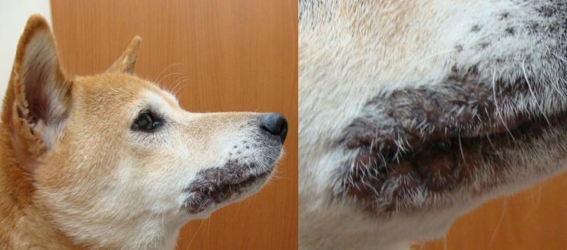 犬の皮膚病 柴犬のアレルギー性皮膚炎 四季の森どうぶつクリニック