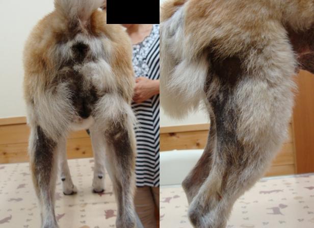 犬の皮膚病 柴犬のホルモン性脱毛 四季の森どうぶつクリニック