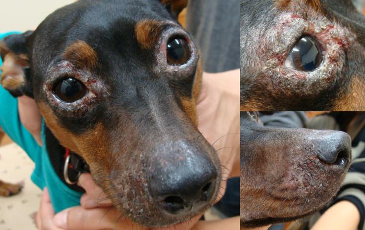 犬の皮膚病 ミニピンの犬アトピー性皮膚炎 四季の森どうぶつクリニック