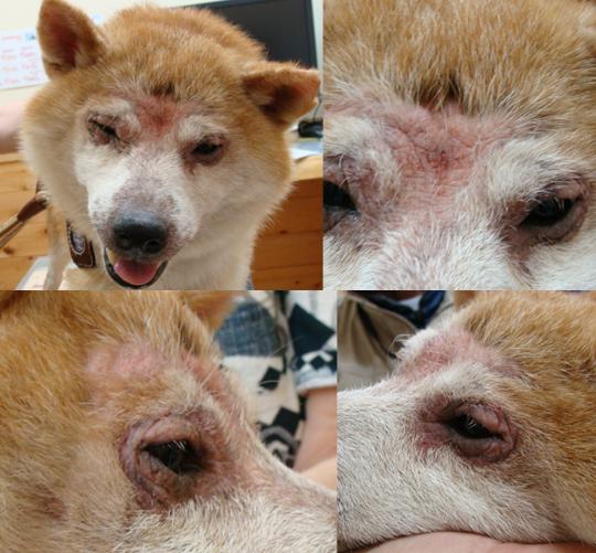 犬の皮膚病 柴犬のアトピー性皮膚炎 四季の森どうぶつクリニック