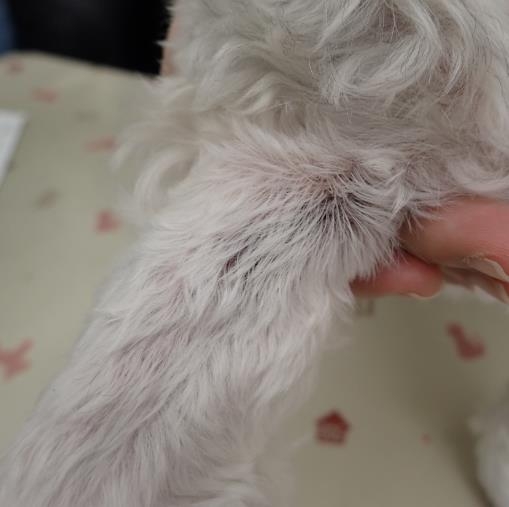 シーズーの脂漏・マラセチア・アトピーそして「心因性」皮膚病治療