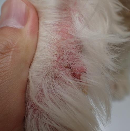 遠隔診療】1回の診察で皮膚病が治るのか？ | 四季の森どうぶつクリニック