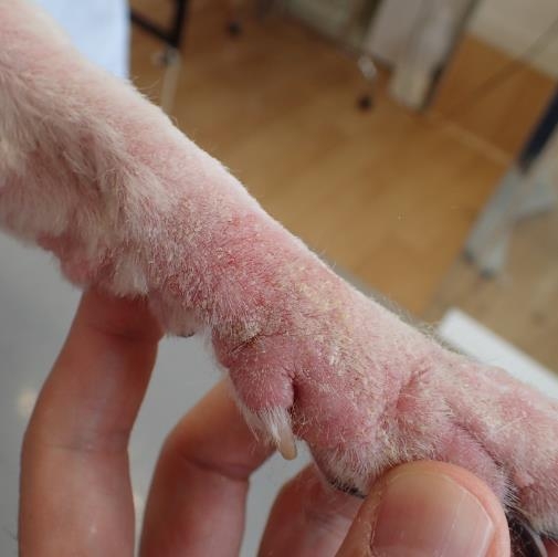 遠隔診療】1回の診察で皮膚病が治るのか？ | 四季の森どうぶつクリニック