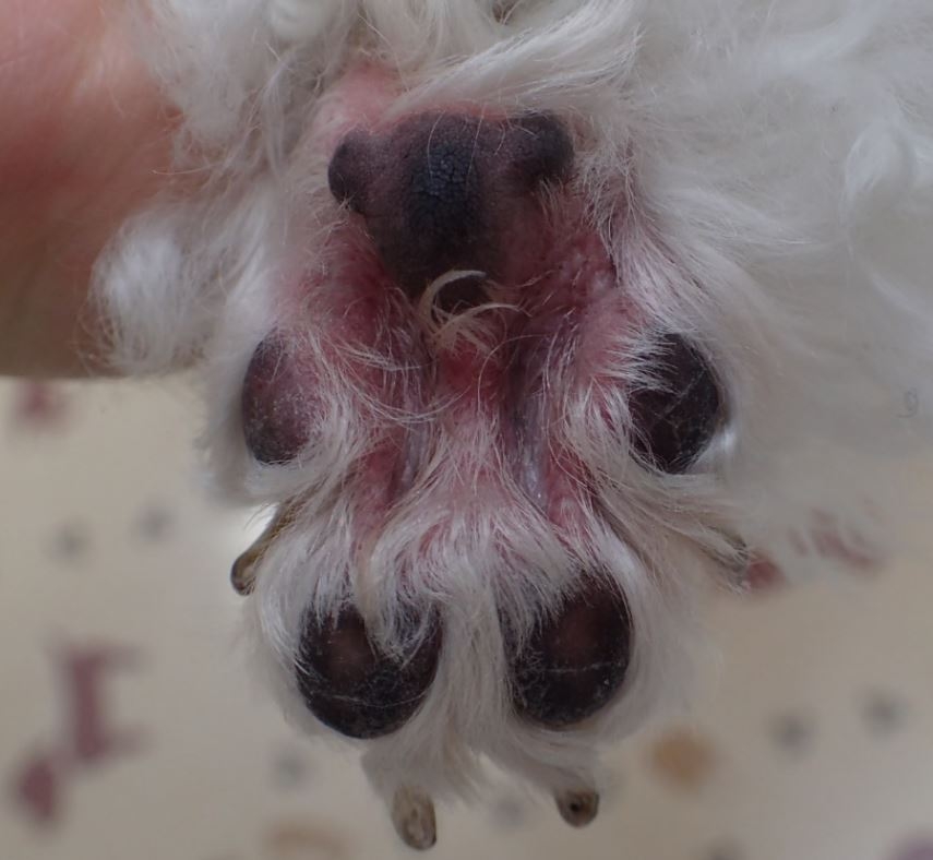 √画像をダウンロード 犬 足 舐める 赤い 124923犬 足 舐める 赤い kabegamisepuloh