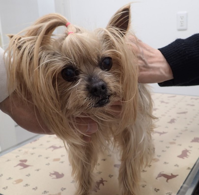 犬の皮膚科の専門医 四季の森どうぶつクリニック 膿皮症セット 【公式
