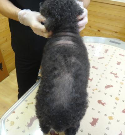 犬の皮膚科専門外来 トイプードルの脱毛症 四季の森どうぶつクリニック