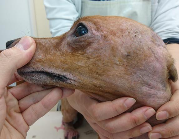 ミニチュアダックスフンドの脂漏性マラセチア性皮膚炎の治療 | 四季の