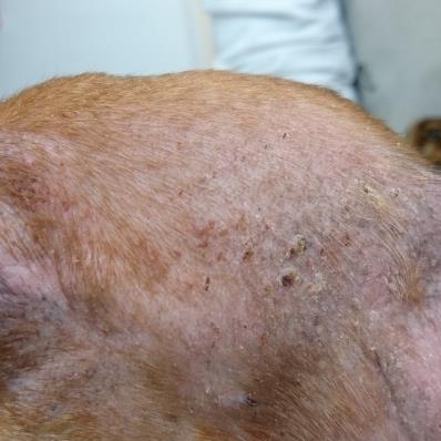 ミニチュアダックスフンドの脂漏性マラセチア性皮膚炎の治療 | 四季の