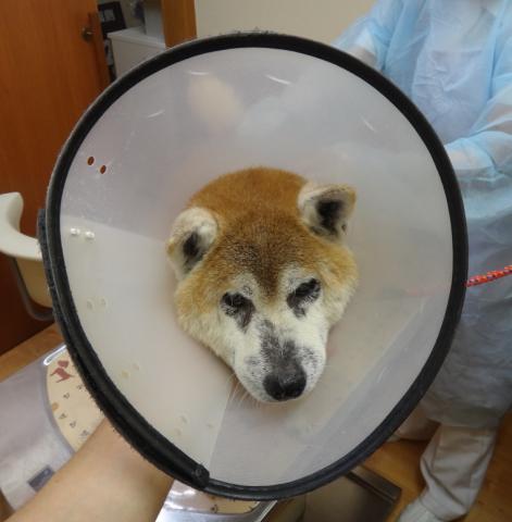 愛知県の柴犬の皮膚科専門外来】脱エリザベスカラー | 四季の森