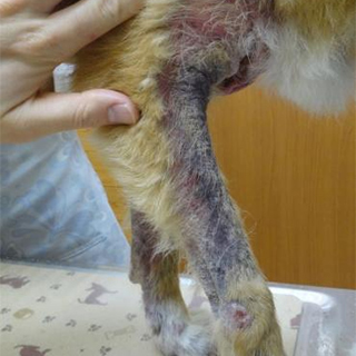 脂漏を伴った犬アトピー性皮膚炎の症例