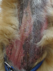 脂漏を伴った犬アトピー性皮膚炎