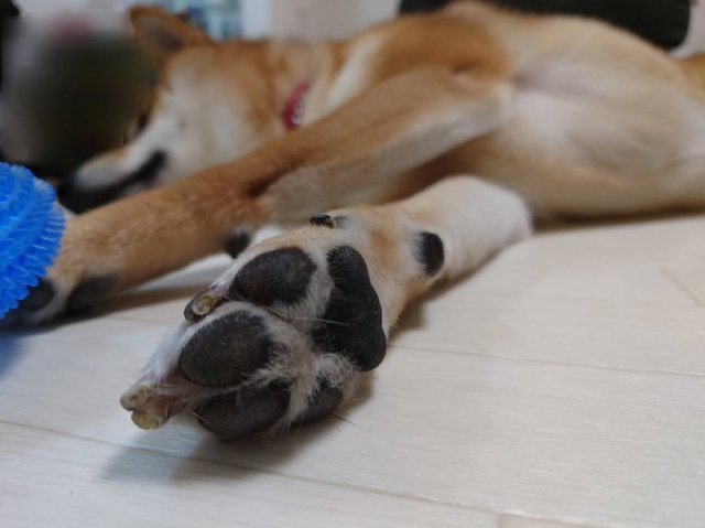 床に伏せている柴犬の前足