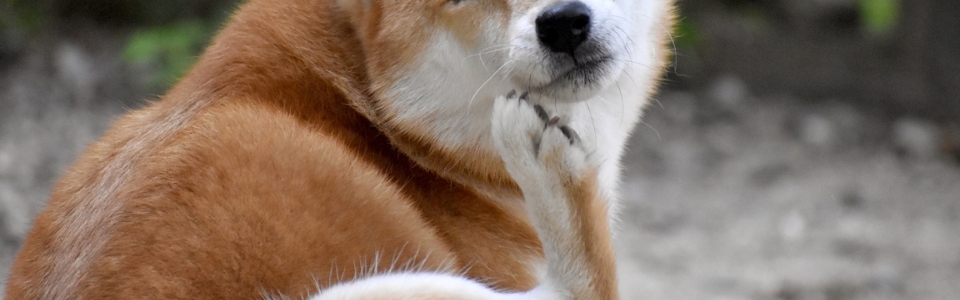 後ろ足で首元をかく柴犬