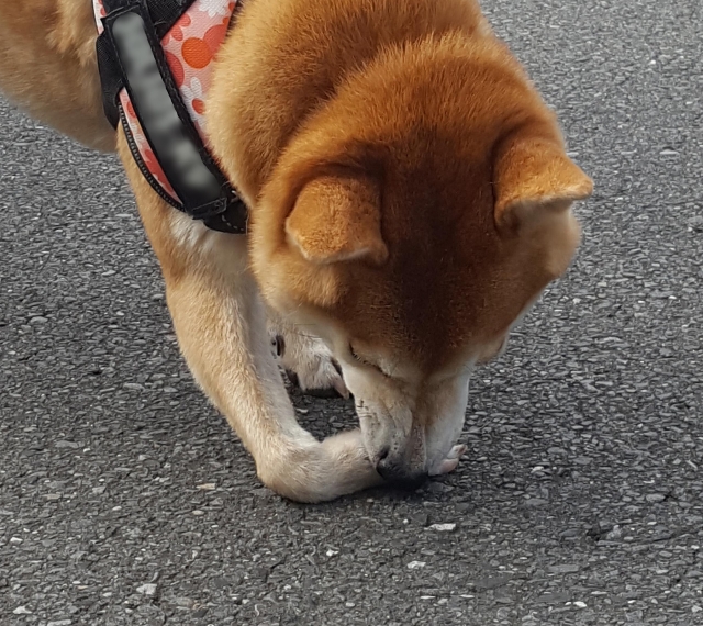 散歩中に立ち止まって前足を舐める柴犬