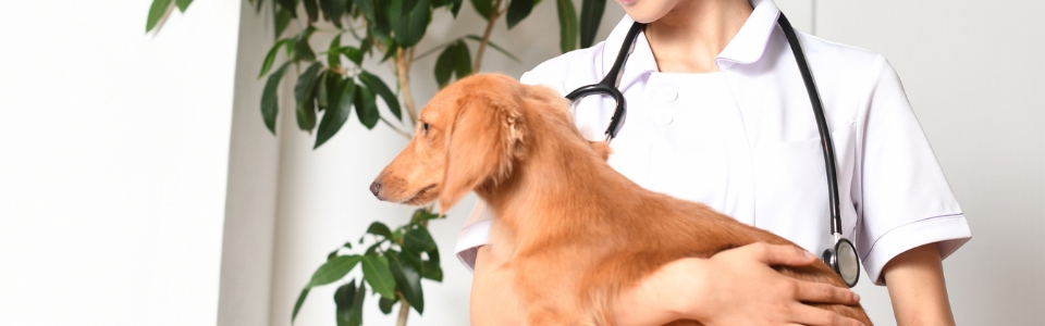 聴診器を下げた動物病院のスタッフに抱かれるダックスフンド