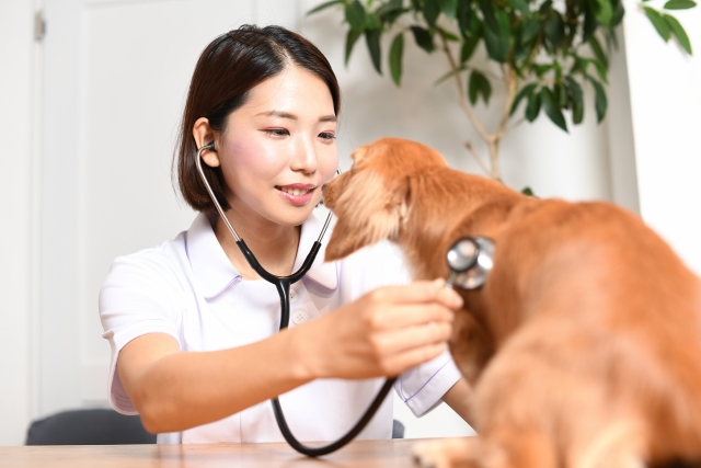 聴診器を当てて犬を診察するスタッフ