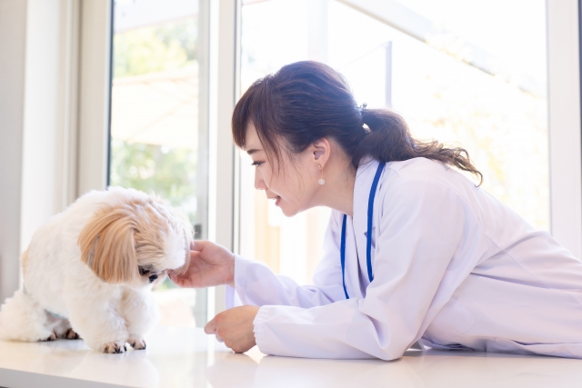 診察台の上の犬に目線を合わせて語りかけるスタッフ
