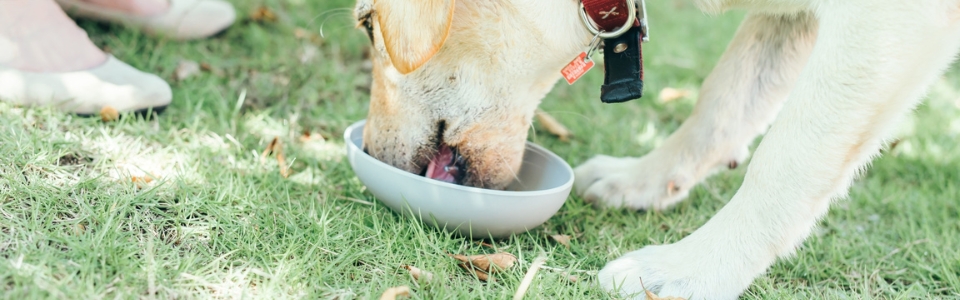 芝生の上で食器に入ったごはんを食べる犬