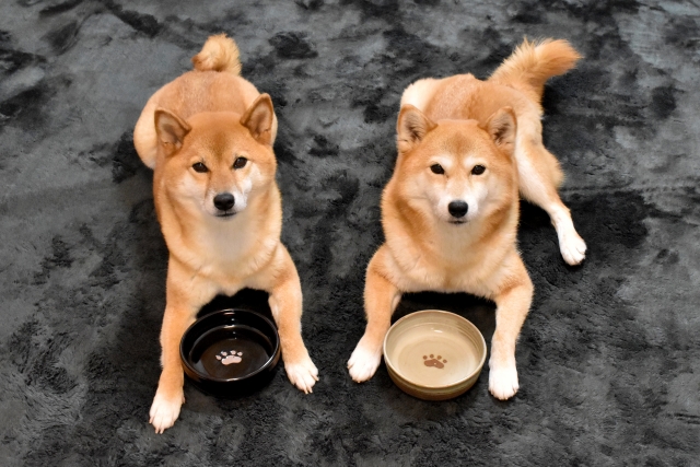 食器の前で並んで待つ2頭の柴犬