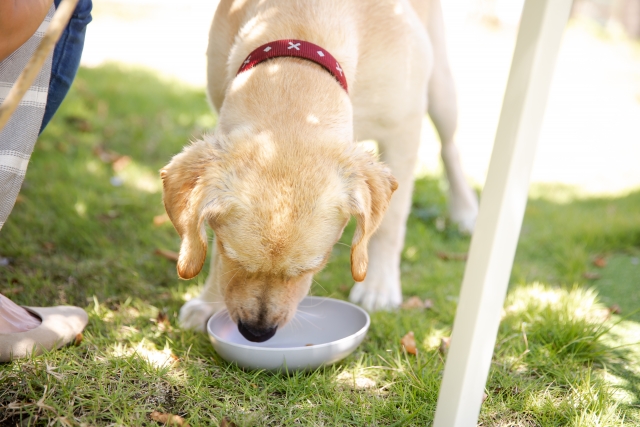 屋外で食器に顔を入れてごはんを食べる犬