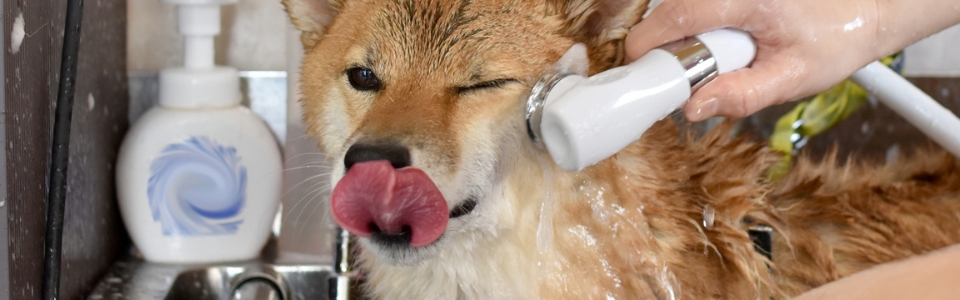 シャワーで洗われている柴犬