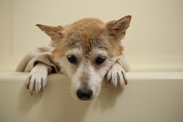 浴槽のふちに前足をかけてこちらを見る柴犬