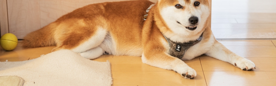 フローリングの上で伏せてくつろぐ柴犬