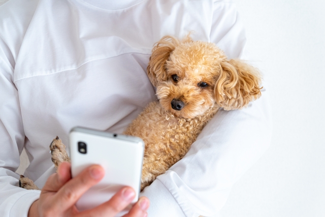 スマートフォンを見る飼い主の腕に抱かれるトイプードル