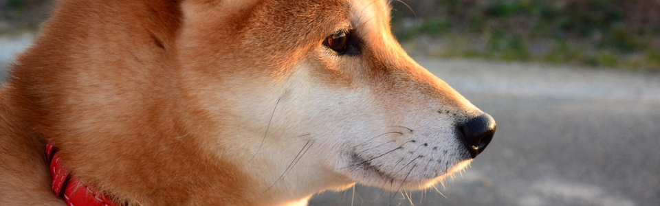 屋外で遠くを見つめる柴犬の横顔