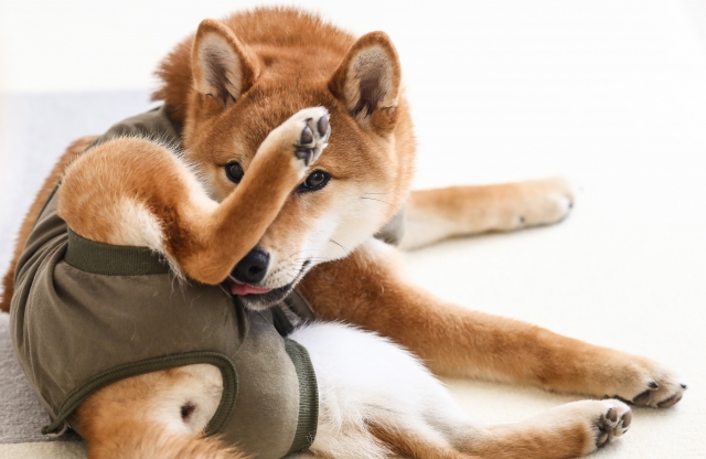 服を着たまま後ろ足で顔をかく柴犬