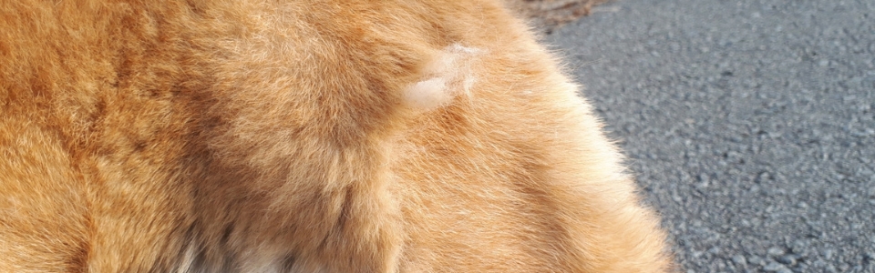 毛が薄くなった部分がある犬の背中の被毛
