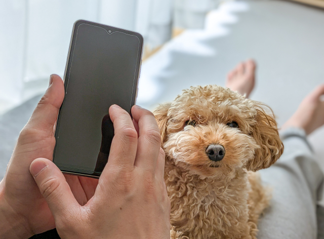 スマートフォンを構える飼い主とこちらを見上げるトイプードル