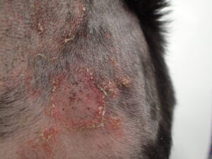 Chihuahua with pyoderma1