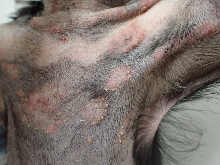 Chihuahua with pyoderma12