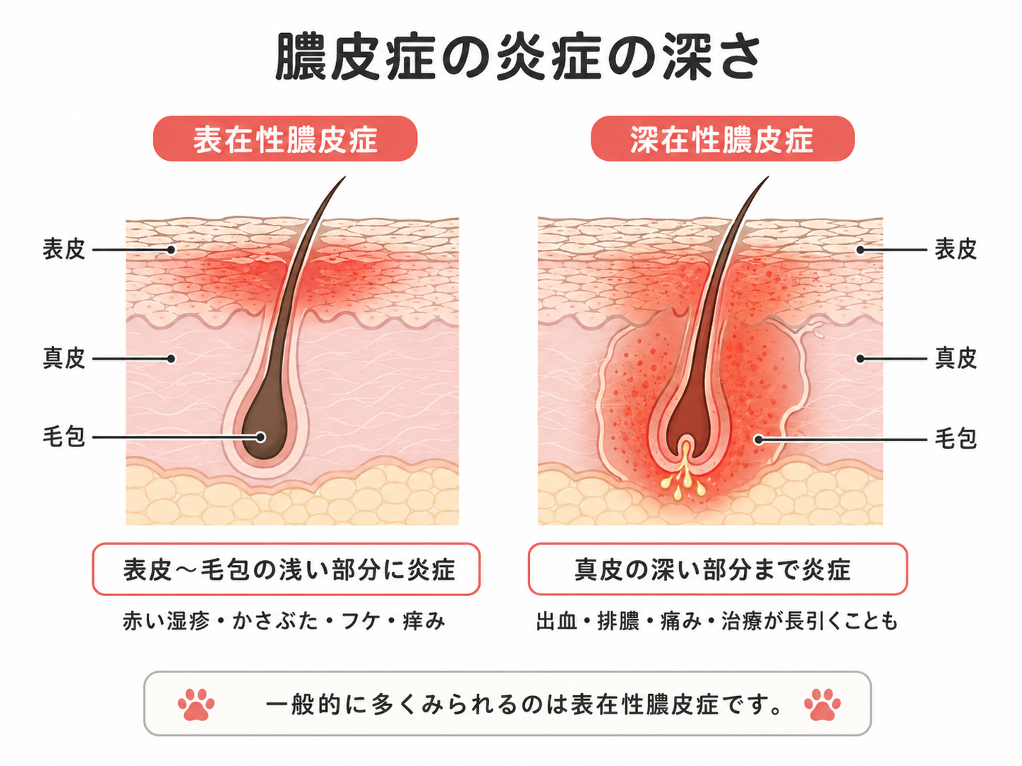 structure of the skin