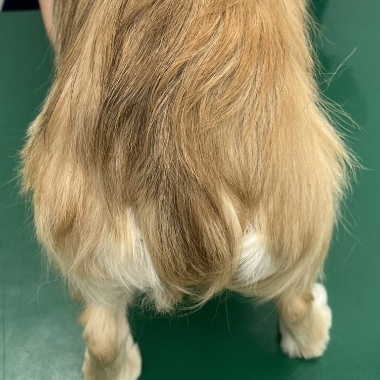 チワワ（治療後のお尻の状態）