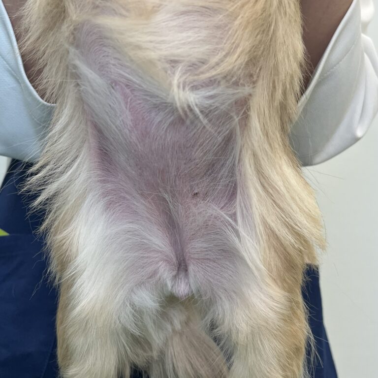 チワワ（治療後のお腹の状態）